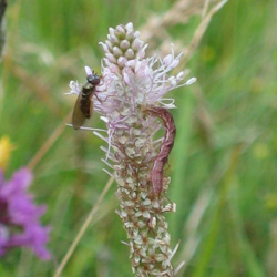 Bug Forum