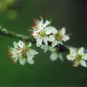 Hedgerow collections