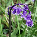 Bulbs