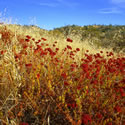 Wildflower collections