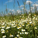 Seed mixes