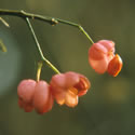 Hedging plants & shrubs