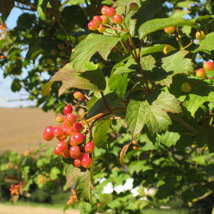 Hedging Plants & Shrubs Hedging Plants & Shrubs