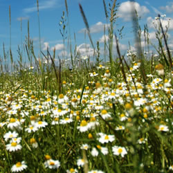 Wildflower seed mixes Wildflower seed mixes